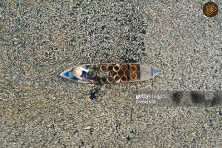 مرگ دسته جمعی ماهی‌ها ,علل مرگ دسته جمعی ماهی‌ها