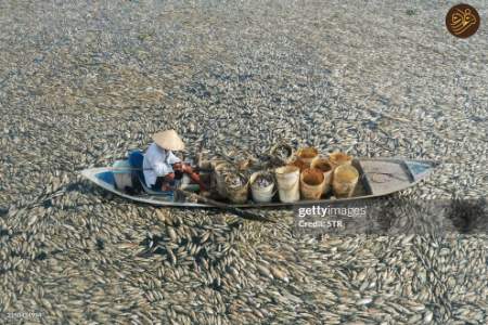 مرگ دسته جمعی ماهی‌ها ,علل مرگ دسته جمعی ماهی‌ها