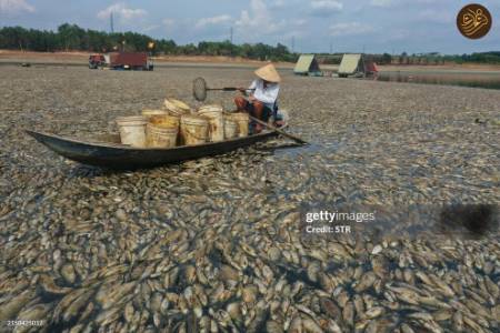 مرگ دسته جمعی ماهی‌ها ,علل مرگ دسته جمعی ماهی‌ها