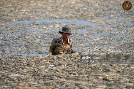 مرگ دسته جمعی ماهی‌ها ,علل مرگ دسته جمعی ماهی‌ها