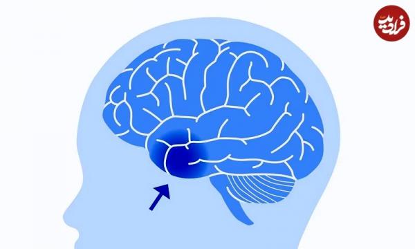 ساختار مغز انسان,مدارهای عصبی, مغز انسان