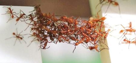 دسته مورچه, ترفند مورچه برای رفع خطر ,طبیعت