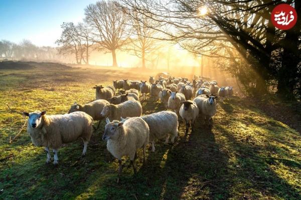 گوسفندهای دیوانه,وحشت بزرگ گوسفندان در سال ۱۸۸۸