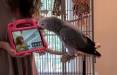 تماس تصویری زنده پرندگان, تماس تصویری طوطی‌ها