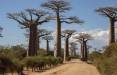 بائوباب آفریقایی,راز درخت حیات, درختان عجیب و کهن بائوباب