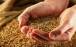خبر جدید برای گندمکاران,قیمت گندم