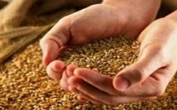 خبر جدید برای گندمکاران,قیمت گندم