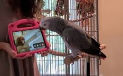 تماس تصویری زنده پرندگان, تماس تصویری طوطی‌ها