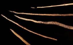 کشف جدید باستان‌شناسان, ابزار‌های چوبی قدیمی