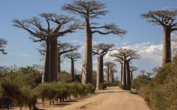 بائوباب آفریقایی,راز درخت حیات, درختان عجیب و کهن بائوباب
