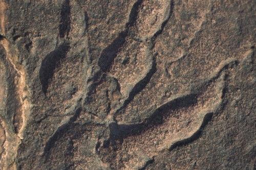 فسیل اژدهای ولز, دایناسورهای اولیه ولز