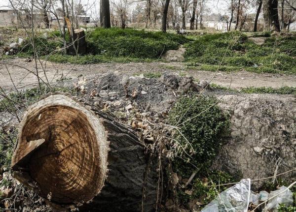 قطع درختان در چیتگر,احداث یک مجموعه فرهنگی در چیتگر