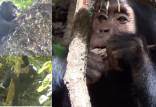 شامپانزه‌های وحشی,کشف داروی جدید گیاهی