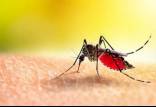 پشه آئدس ,تب دنگی,وجود پشه آئدس در ۶ استان,بیمار مبتلا به تب دانگ