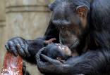 شامپانزه عزادار, عزاداری شامپانزه برای فرزند