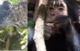 شامپانزه‌های وحشی,کشف داروی جدید گیاهی