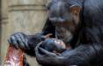 شامپانزه عزادار, عزاداری شامپانزه برای فرزند