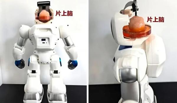 ربات,رباتی با مغز انسانی