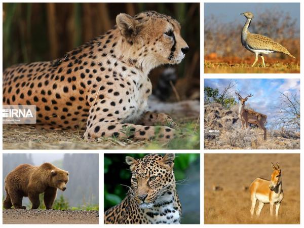 انقراض حیوانات در ایران,گونه جانوری کشور در معرض انقراض