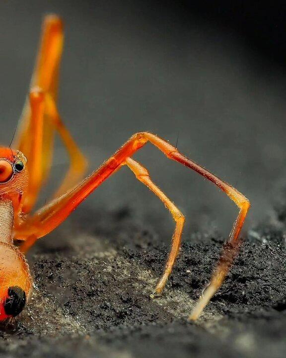 عنکبوت مورچه نما, دنیای حیوانات,شکارچیان