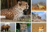 انقراض حیوانات در ایران,گونه جانوری کشور در معرض انقراض