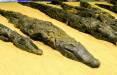 تمساح,آیین‌های عجیب تمساح‌پرستان در مصر باستان