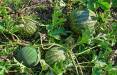 هندوانه,ضرر تولید هندوانه برای اقتصاد کشور