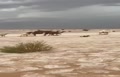 فیلم/ تبدیل شدن صحرا به رودخانه یخی در عربستان