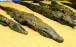 تمساح,آیین‌های عجیب تمساح‌پرستان در مصر باستان