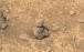 سنگ شبیه آدم برفی,کشفیات جدید ناسا در مریخ