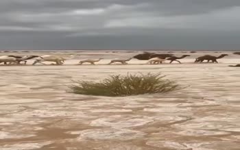 فیلم/ تبدیل شدن صحرا به رودخانه یخی در عربستان