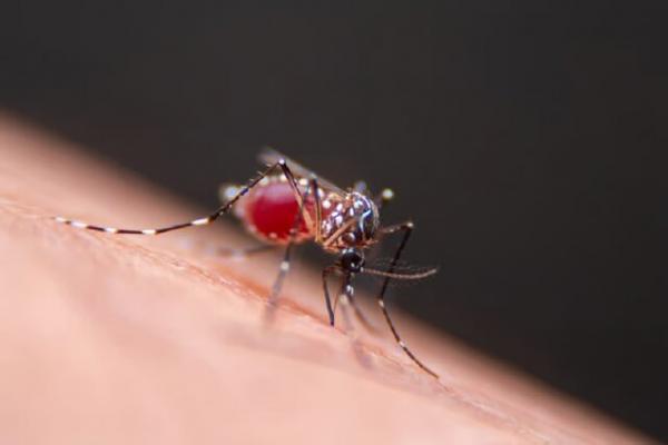 پشه,روشی جدید برای دور کردن پشه‌های ناقل از انسان