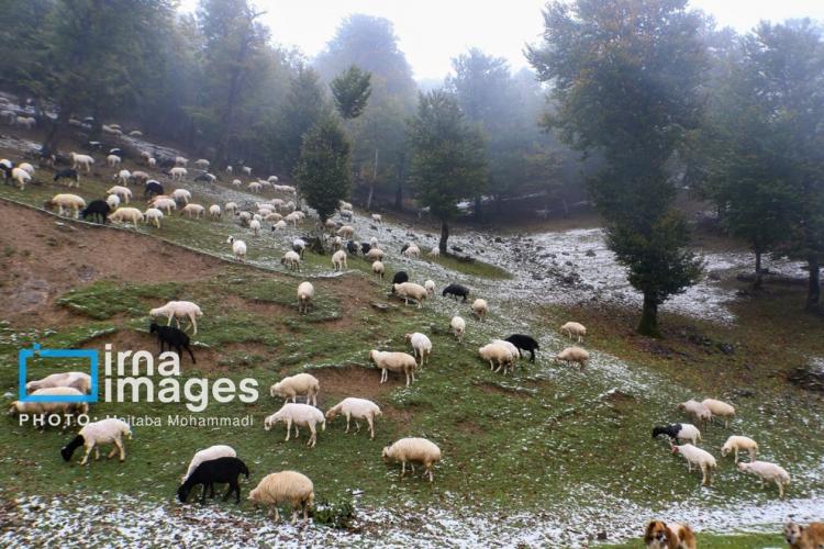 تصاویر بارش اولین برف پاییزی در برخی از شهرهای ایران,عکس های بارش برف در آبان 1403,تصاویر بارش برف پاییزی در ایران