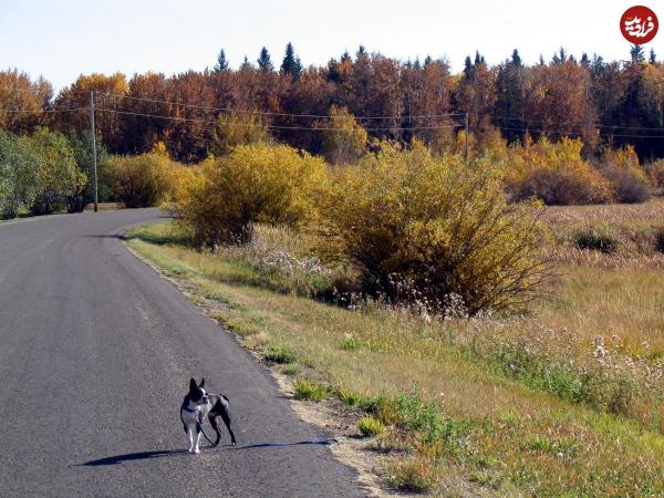 سگ,سگ‌های گمشده