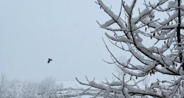 آخرین وضعیت آب و هوایی در ایران,بارش برف در ایران