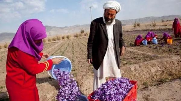 زعفران,واکنش طالبان به گزارش‌ها درباره قاچاق زعفران از ایران به افغانستان