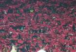 دیدار پرسپولیس و النصر,فوت هوادار پرسپولیس بعد از تساوی مقابل النصر