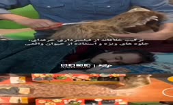 فیلم/ پشت‌ صحنه آماده‌ کردن خرس در سریال پایتخت