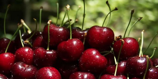 گیلاس گیلاس,قیمت گیلاس