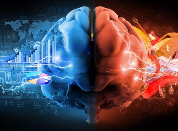مغز مغز,شناسایی سلولهای ایمنی خاص در اعماق مغز
