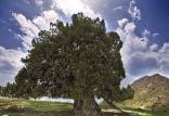 کهنسال‌ترین درخت ایران,ثبت ملی کهنسال‌ترین درخت ایران