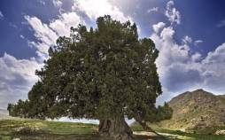 کهنسال‌ترین درخت ایران,ثبت ملی کهنسال‌ترین درخت ایران