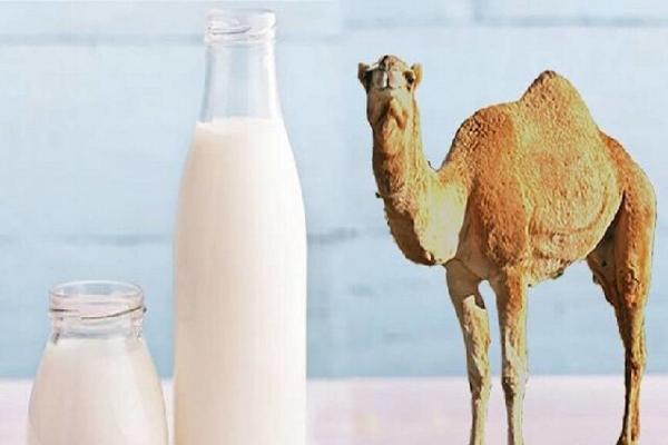 شیر شتر شیر شتر,کاهش شدت آسم با شیر شتر