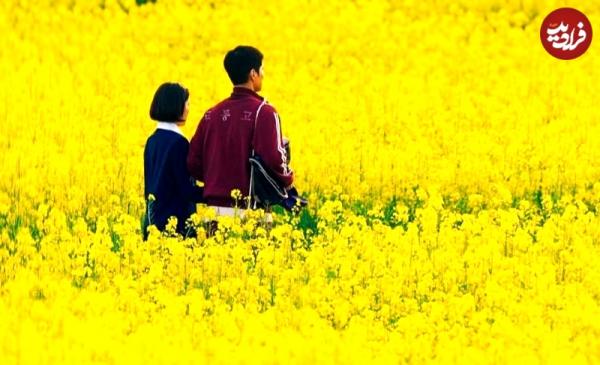 سریال کره ای سریال کره ای,بهترین سریالهای کرهای سال 2025
