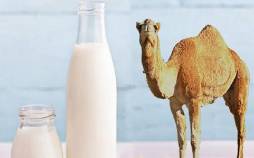 شیر شتر,کاهش شدت آسم با شیر شتر