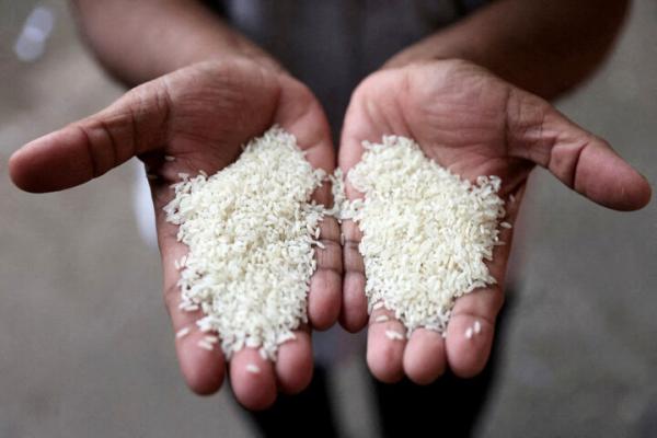 برنج پاکستانی,فروش برنج پاکستانی بجای برنج ایرانی در مازندران