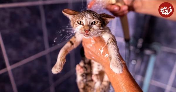 گربه‌,خیس شدن گربه‌