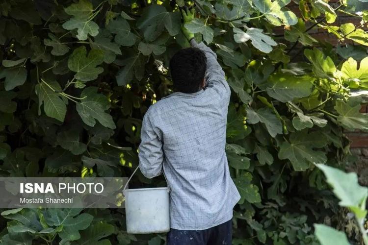 تصاویر از انجیر,عکس های انجیر,تصاویری از برداشت انجیر در گلوگاه