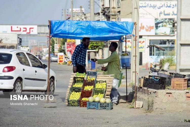 تصاویر از انجیر,عکس های انجیر,تصاویری از برداشت انجیر در گلوگاه