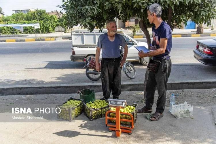 تصاویر از انجیر,عکس های انجیر,تصاویری از برداشت انجیر در گلوگاه